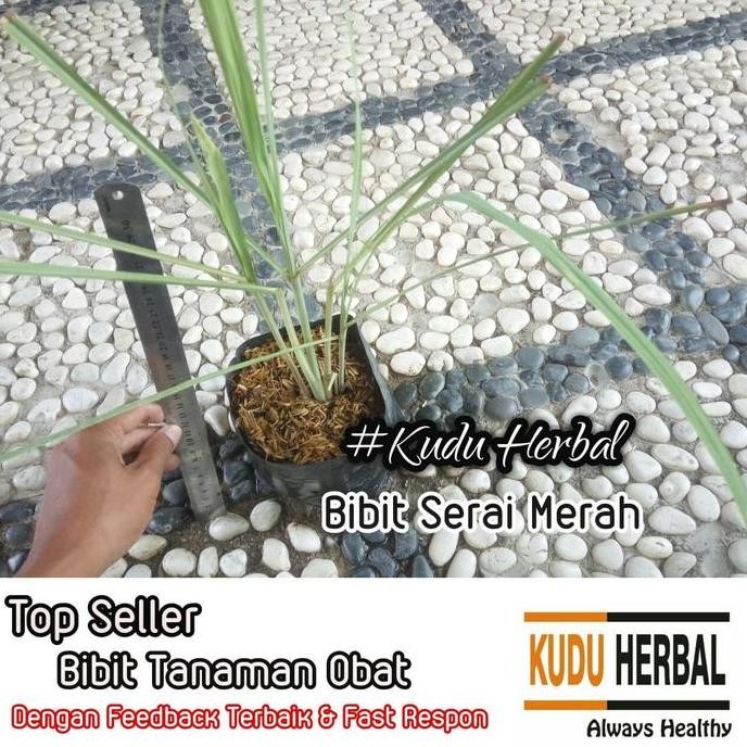 

Terlaris Bibit Tanaman Obat Sereh Merah