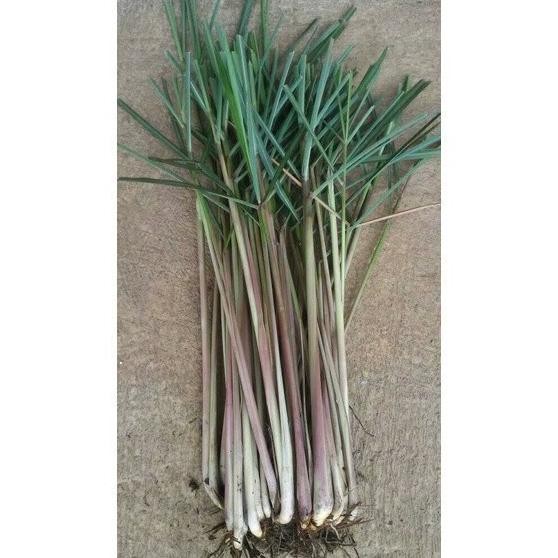 

Terlaris 500Gr Bibit Sereh Merah Wangi- Sereh Lanang Ready Stok