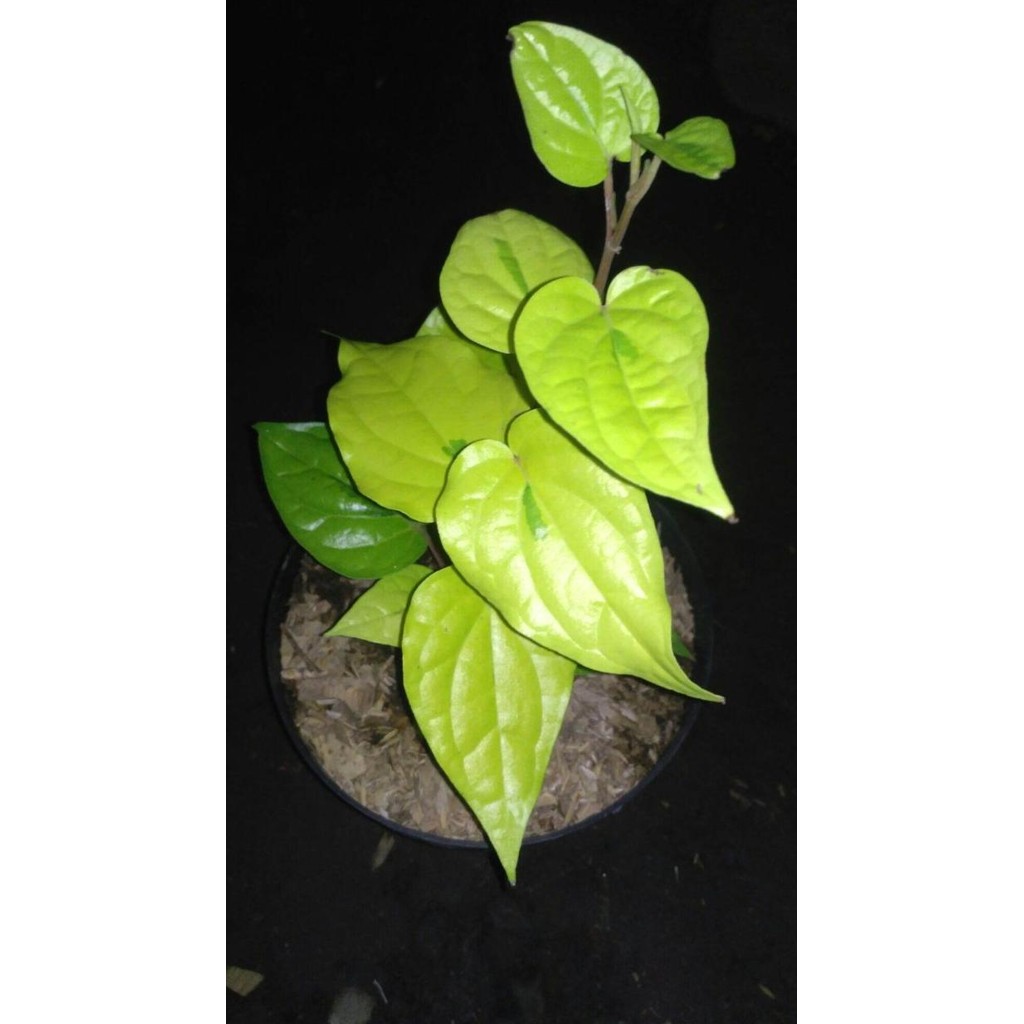 

Terlaris Rd Bibit Tanaman Herbal Sirih Golden Piper Betle