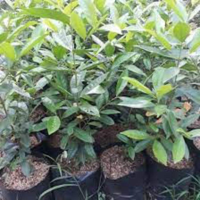 

(Bisa Cod) Pohon Salam Bumbu Dapur