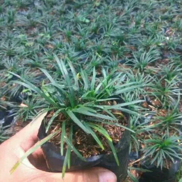 Kucai Mini /Pengganti Rumput