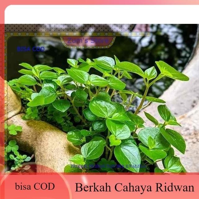 

Terlaris Bibit Tanaman Sirih Cina Herbal L Tanaman Sirih Cina Siap Tanam Murah