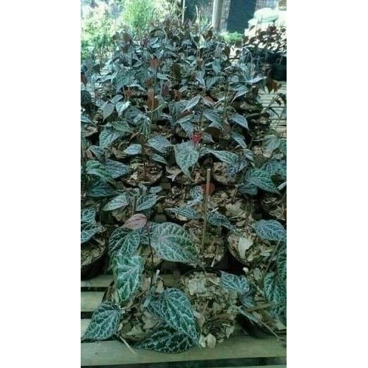 

Terlaris Bibit Tanaman Sirih Merah Paket 5 Bibit