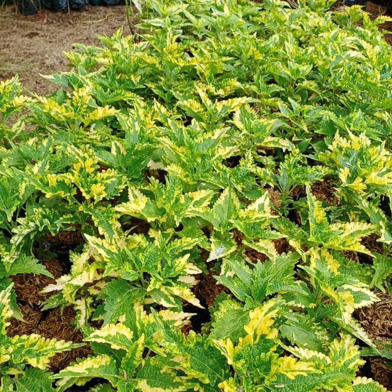 Tanaman Hias Hidup Miana Kuning / Jawer Kotok / Ekor Naga