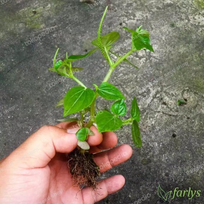 

Terlaris Bibit Tanaman Herbal Sirih Cina | Herbal Sirih Cina Tumpangan Air