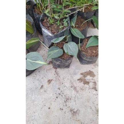 

Terlaris Bibit Tanaman Hias Rambat Sirih Gading Brazil Edaulo 1267Wg