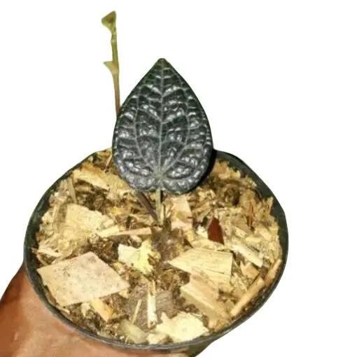 Terlaris Bibit Sirih Hitam Original  Ukuran 1Daun,