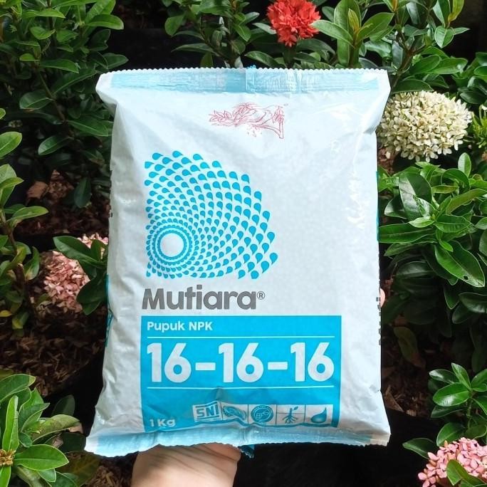 

Terlaris Pupuk Npk Mutiara 16-16-16 1 Kg, Npk Seimbang, Kemasan Original Pabrik