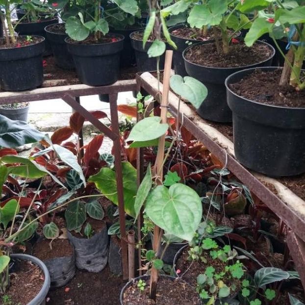 

Terlaris Tanaman Herb - Bibit Sirih Hitam Akcgqb 7515Xc