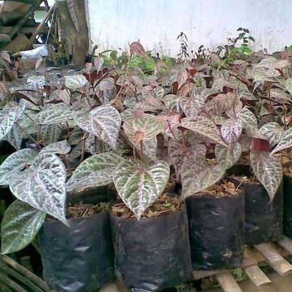 

Terlaris Bibit Daun Sirih Merah Bibit Sirih Pohon Sirih Merah Tanaman Obat