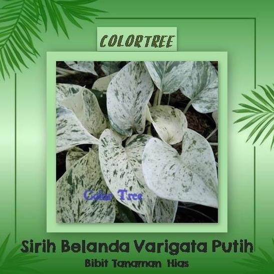 

Terlaris Bibit Tanaman Hias Sirih Belanda Putih Variegata