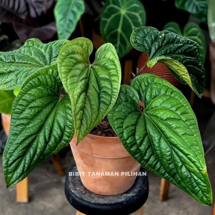 

Terlaris Tanaman Hias Anthurium Sirih Anthurium Radicans Radican Bibit Indoor