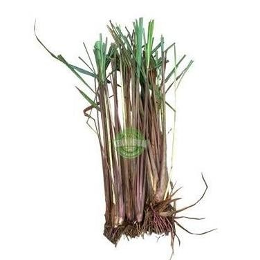 

Terlaris Ankn Bibit Sereh Wangi Atau Serai Merah Organik 4 Batang