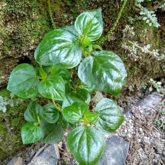 

Terlaris Bibit Pohon Ketumpang Air - Bibit Pohon Sirih Cina Tanaman Herbal