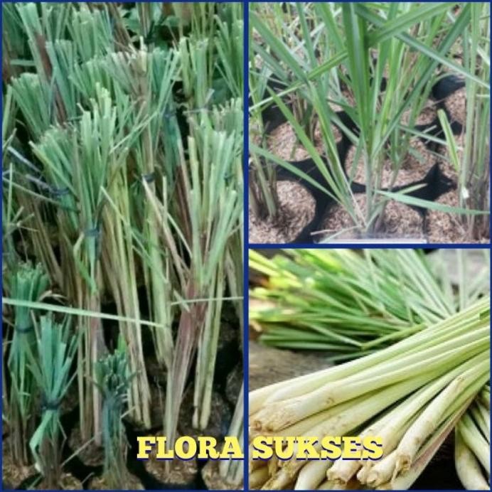 

Terlaris Ready Bibit Tanaman Daun Sereh Dapur Bumbu Masak Bibit Serai