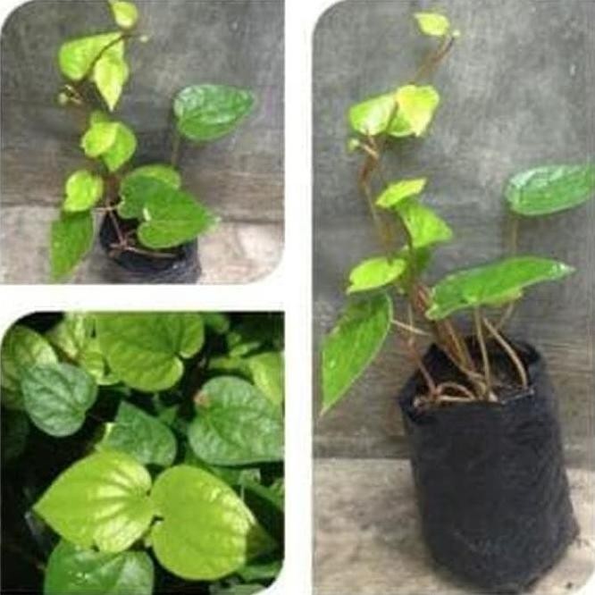 

Terlaris Bibit Tanaman Herbal Daun Sirih Hijau - Sirih Ijo - Daun Sirih - Bibit Sirih New Stok