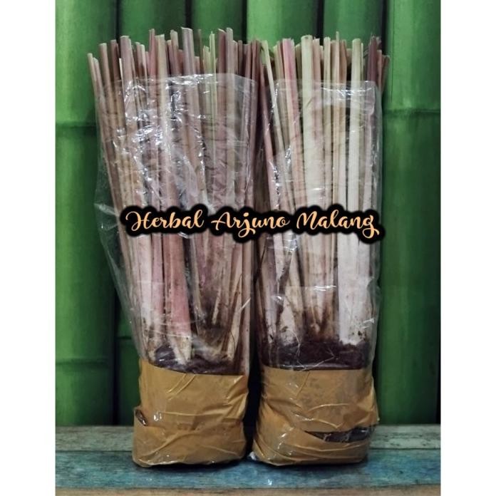 

Terlaris 1 Rumpun/30 Batang Bibit Tanaman Serai Sereh Sere Merah Wangi Wulung Siap Tanam Herbal Berkhasiat