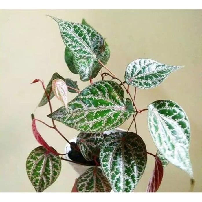 

Terlaris Bibit Sirih Merah Tanaman Benih