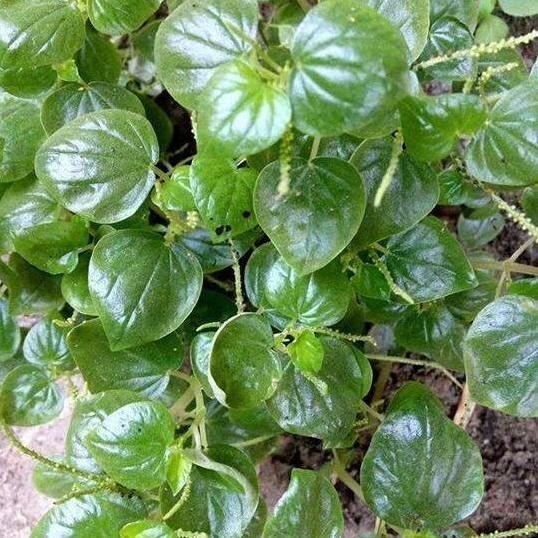

Terlaris Tanaman Bibit Sirih Cina Obat Toga Herbal