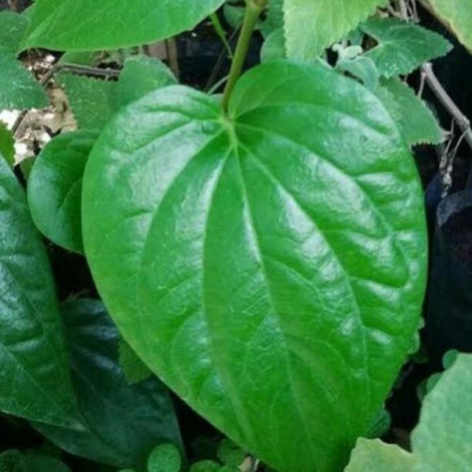 

Terlaris Cod Bibit Tanaman Sirih Hijau Rambat Herbal Asli Alami Ready