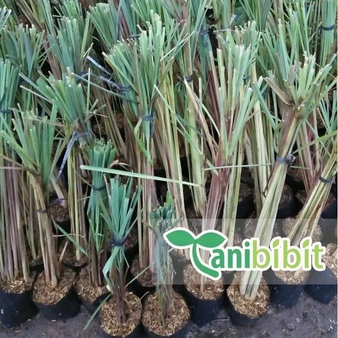 

Terlaris Tanaman Sereh Wangi Merah - Bibit Serai Minyak Pohon Herbal Berakar