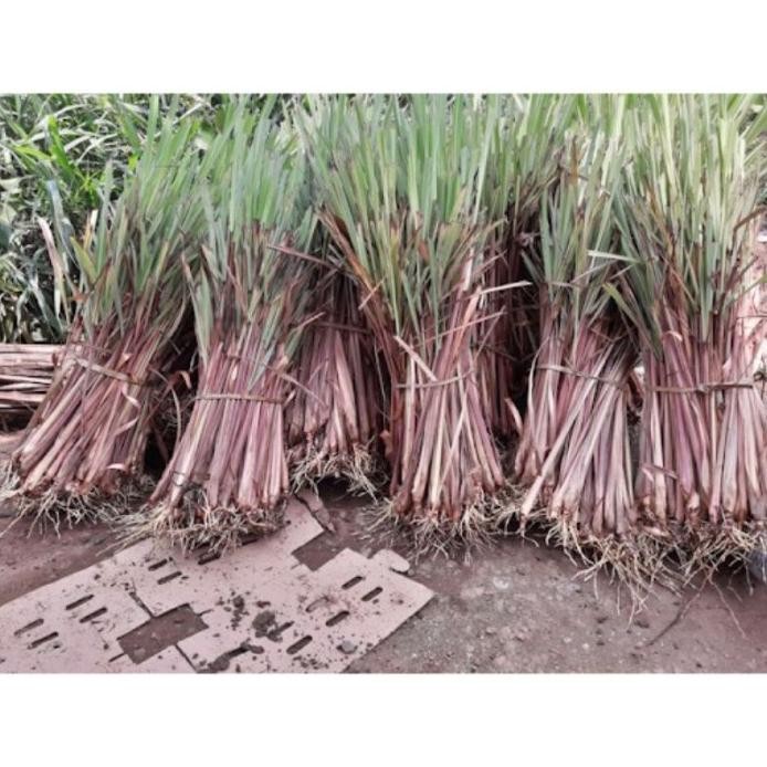 

Terlaris Sereh Merah 500 Gram Bibit Serey Wangi Sudrru 6684En
