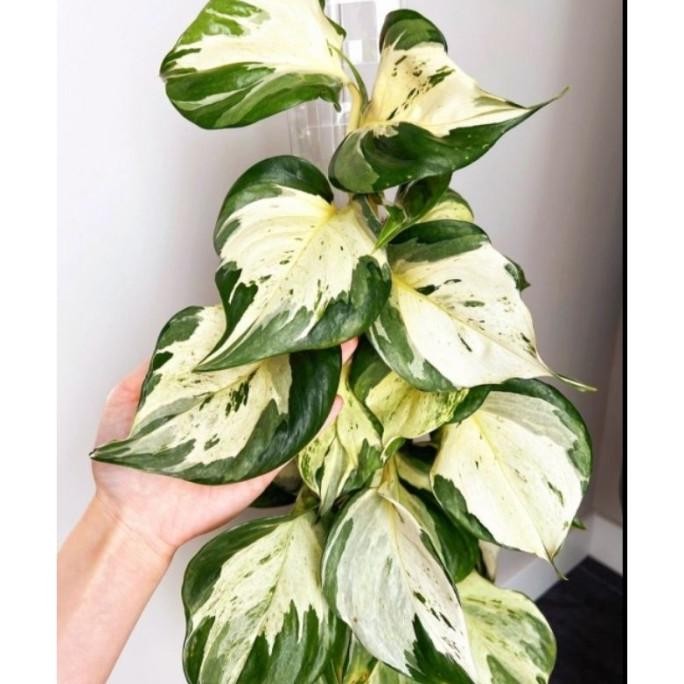 

Terlaris Tanaman Hias Bunga Sirih Gading Manjula Varigata - Murah Merah Bukan Bonggol Bibit - Tanaman Hias Hidup - Bunga Hidup - Bunga Aglonema - Aglaonema Merah - Aglonema Merah - Aglonema Murah - Aglaonema Murah