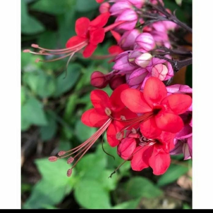 

Terlaris Tanaman Hias Bunga Nona Makan Sirih Sudah Berbunga Bibit Tanaman Super Unggul Asli Original