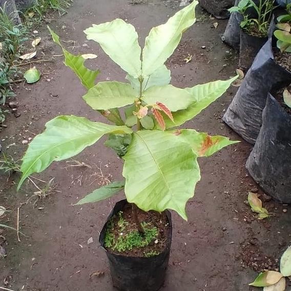 BARANG SUPER Bibit matoa / Pohon matoa / Buah matoa AA19