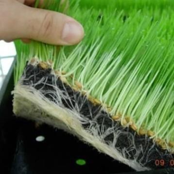 

Terlaris Grosir Tray Semai Padi Tray Semai Microgreen Wheat Grass Qxzddh 8768Co