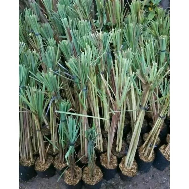 

Terlaris Ankn Bibit Sereh Wangi Murah