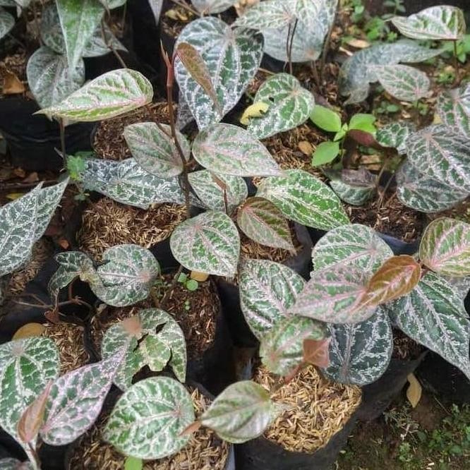 

Terlaris Bibit Pohon Daun Sirih Merah - Tanaman Rambat Herbal New Stok