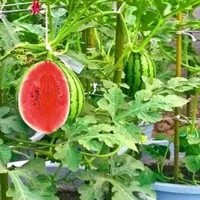 bibit buah semangka/bibit semangka/ semangka POLIBAG