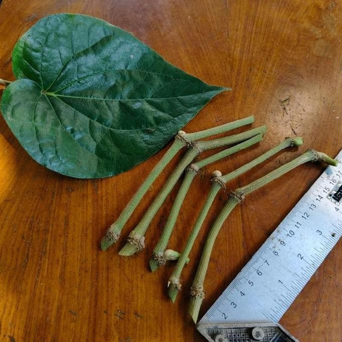 

Terlaris Bibit 5 Stek Batang Tanaman Sirih Hijau Segar Untuk Disemai