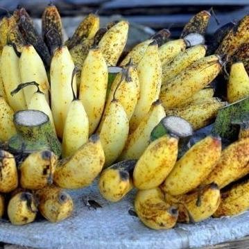 

Terlaris Bibit Tanaman Buah Pisang Raja Sereh / Pisang Susu Segar Premium