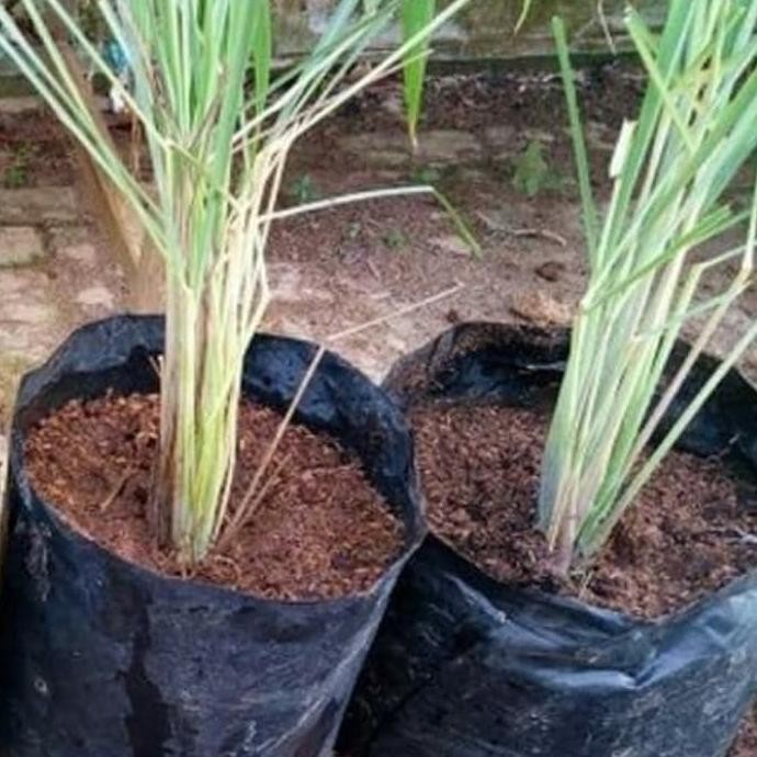 

Terlaris Pohon Sereh Putih - Bibit Tanaman Sereh Sayur - Bibit Sereh