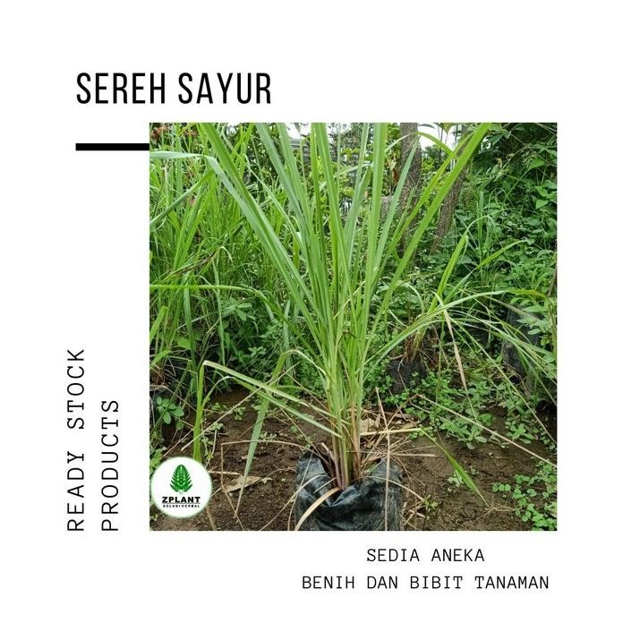

Terlaris Tanaman Sereh Sayur Bumbu Masak - Bibit Serai Pohon - Sudah Berakar