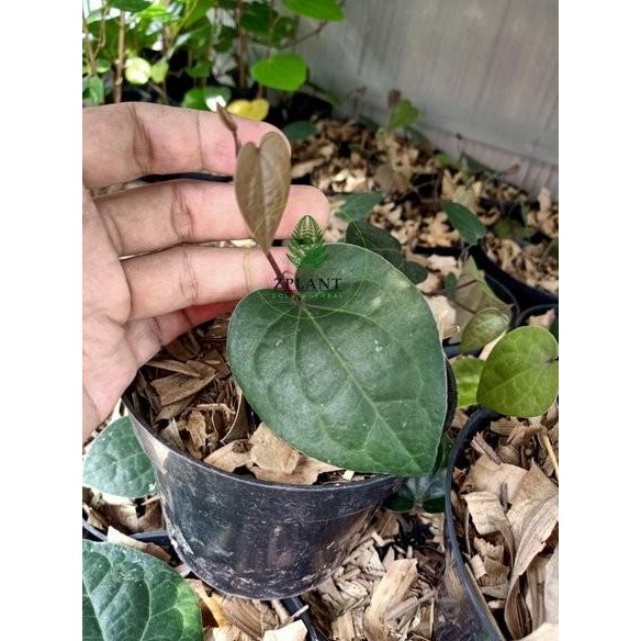 

Terlaris Tm" Bibit Sirih Hitam - Daun Sirih Hitam - Tanaman Herbal Obat Herbal