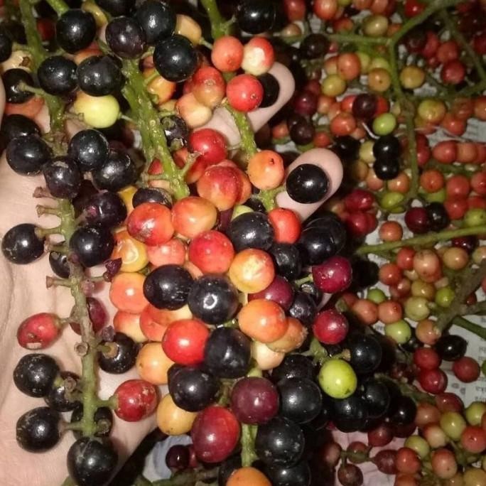 DATANG Bibit Tanaman Buni / Buah Wuni / Bnay Fruit - Buah SEGAR ISTIMEWA