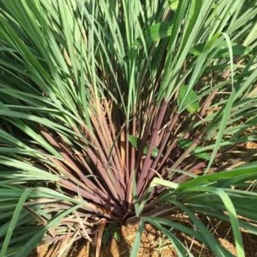 

Terlaris Bibit Serai Merah/Sereh Merah Wangi 10Btng