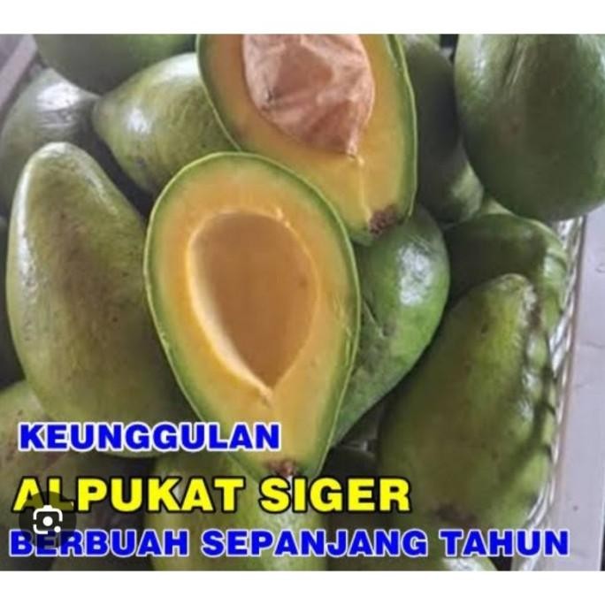 

Terlaris Baru Bibit Alpukat Siger Lampung Ori | Beli 2 Bonus 500 Gr Pupuk Kandang Kohe Sapi