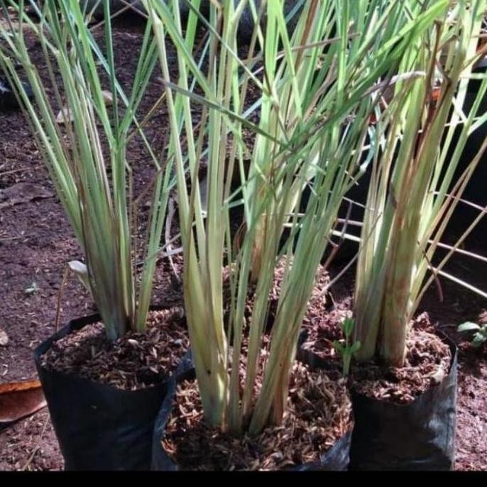 

Terlaris Bibit Pohon Sereh Masak / Sereh Dapur