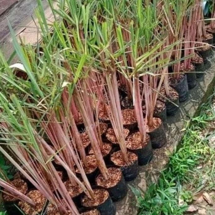 

Terlaris T4A Bibit Tanaman Sereh Wangi Merah - Pohon Akar Serai Bahan Minyak Herbal