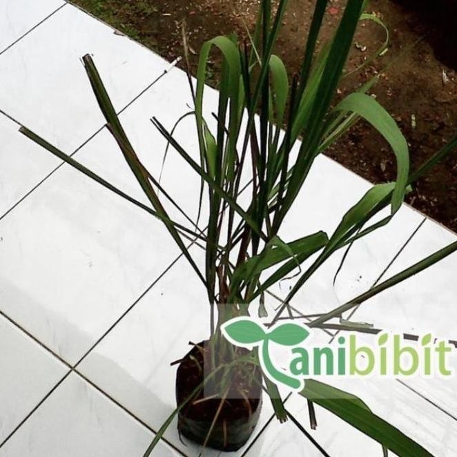 

Terlaris Tanaman Sereh Wangi Merah - Bibit Serai Minyak Pohon Herbal Berakar