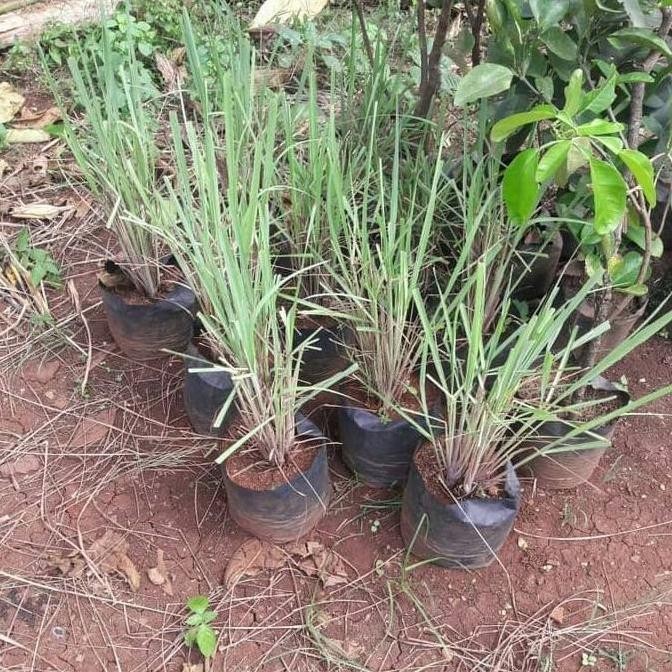 

Terlaris New Sale Tanaman Serai Bumbu (Cymbopogon Citratus) Bibit Sereh / Tanaman Serai