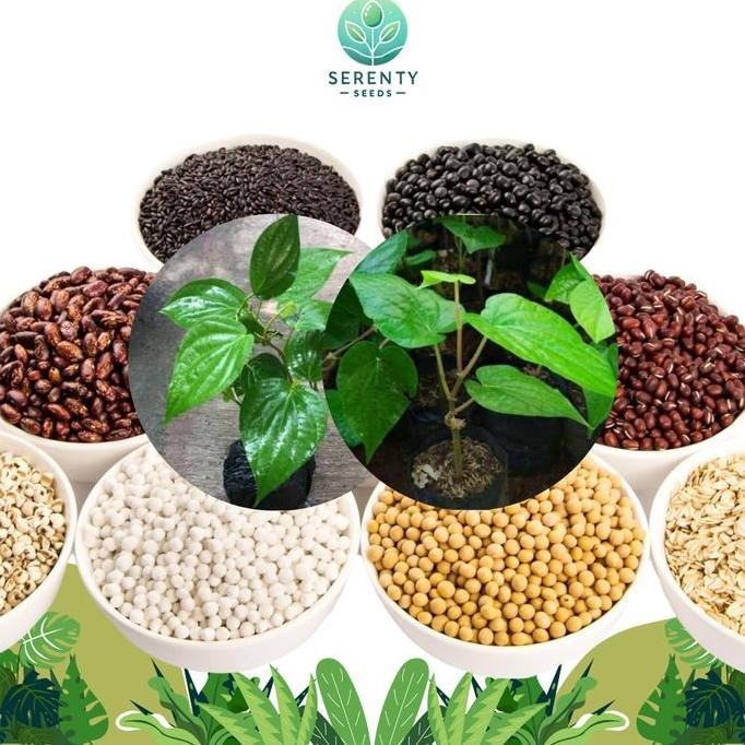 

Terlaris Bibit Herbal & Tanaman Serenty Seeds Bibit Sirih Hijau
