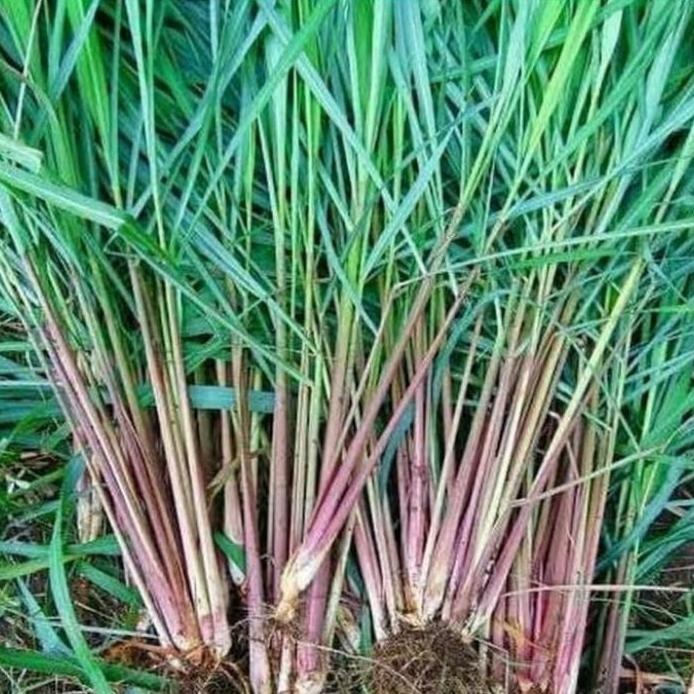 

Terlaris Bibit Tanaman Sereh Merah Pohon Wangi