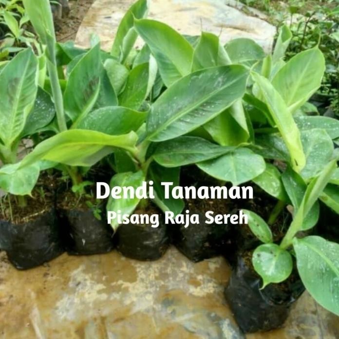 

Terlaris Bibit Pohon Pisang Raja Sereh / Buah Pisang Raja Unggulan Mm151 Tos