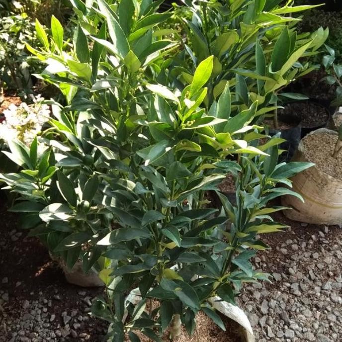 Tanaman Buah / Bibit / Jeruk Nagami / Medan POLIBAG