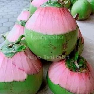 Bibit tanaman kelapa wulung - degan ijo asli untuk herbal PREMIUM